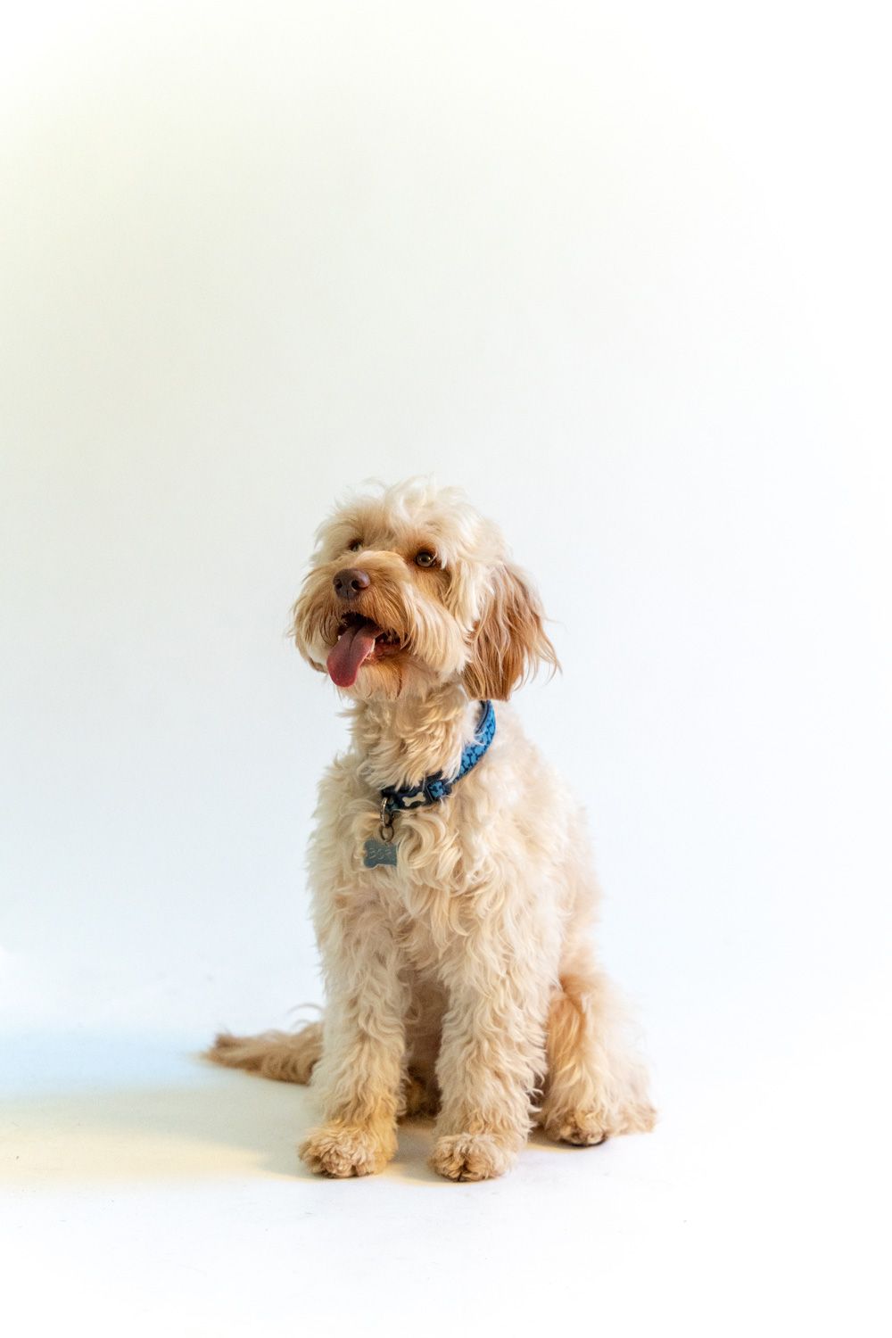 Studio portrait of a dog on a white background